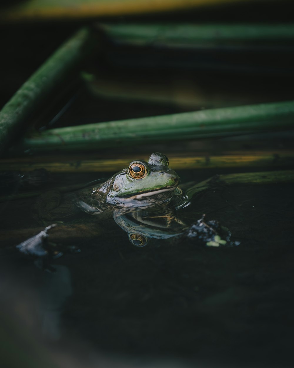 a frog that is sitting in some water