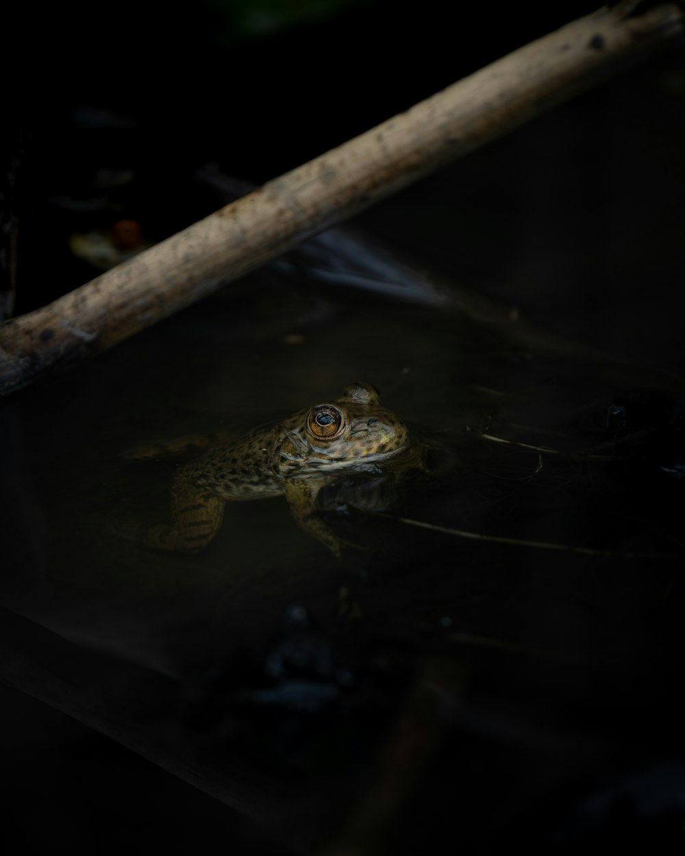 a frog sitting in the water with a stick in its mouth