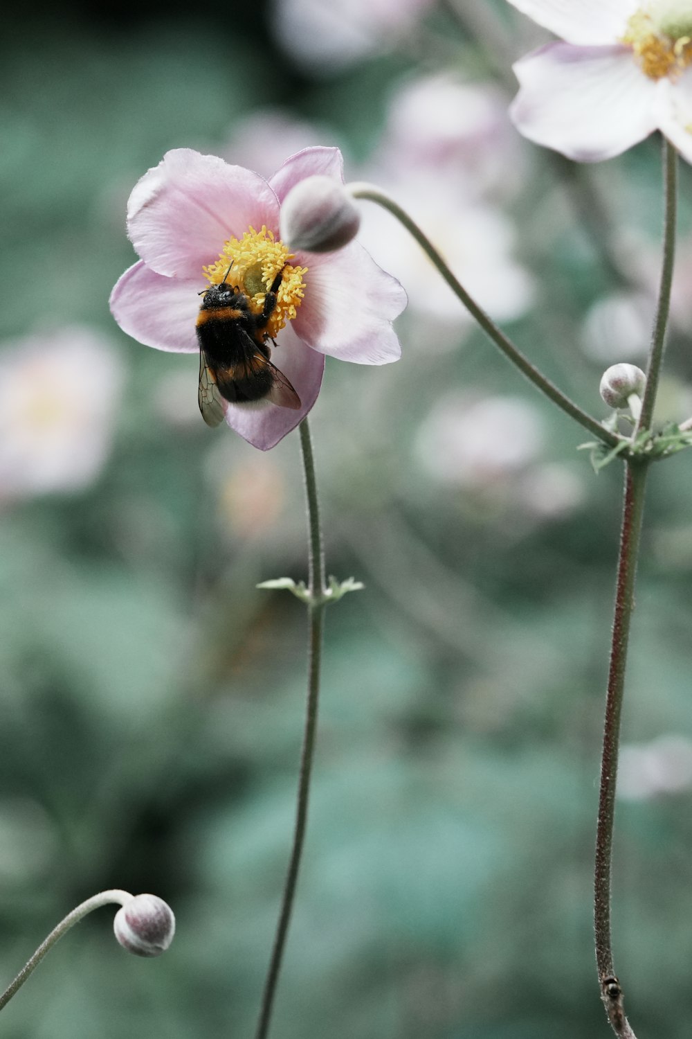 a bee is sitting on a pink flower