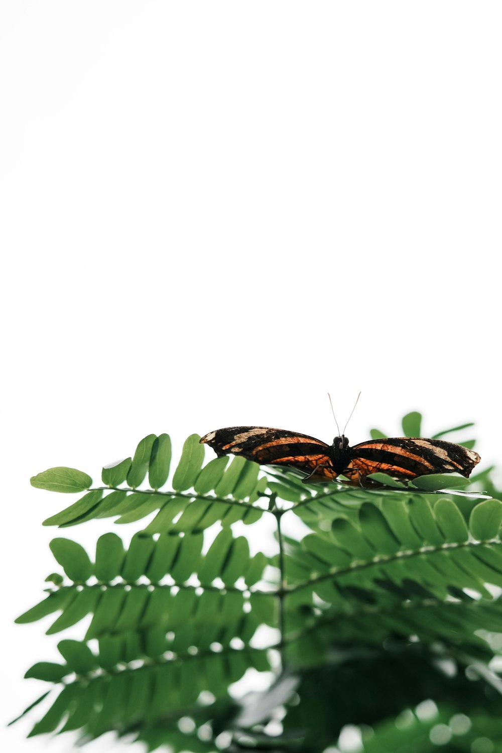 a butterfly sitting on top of a green leaf