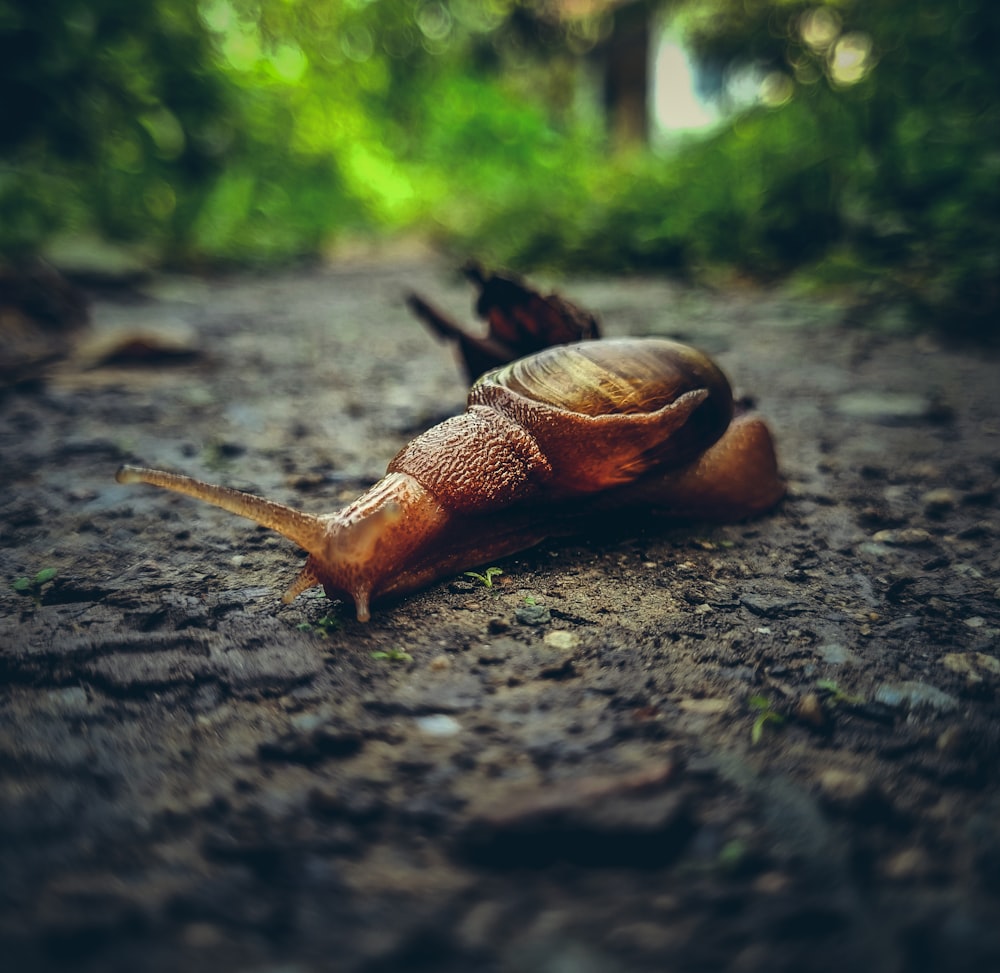 a snail that is laying down on the ground