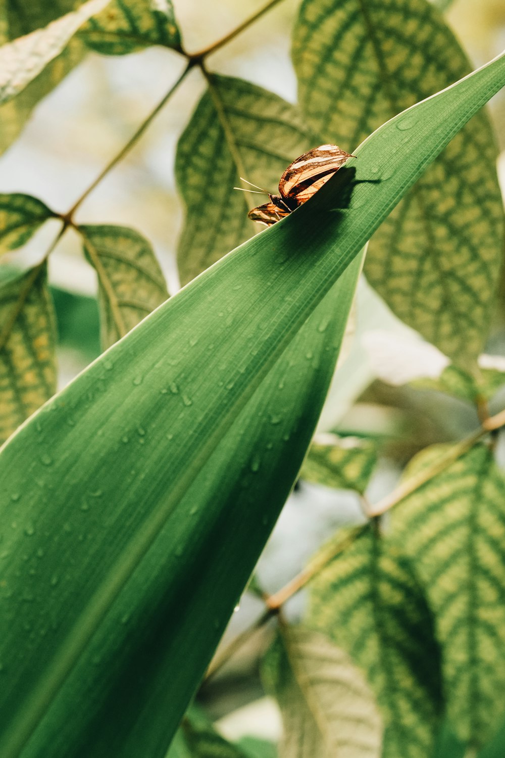 a bug sitting on top of a green leaf