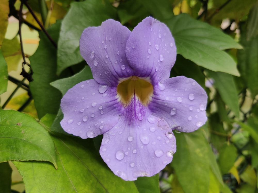 une fleur violette avec des gouttelettes d’eau dessus