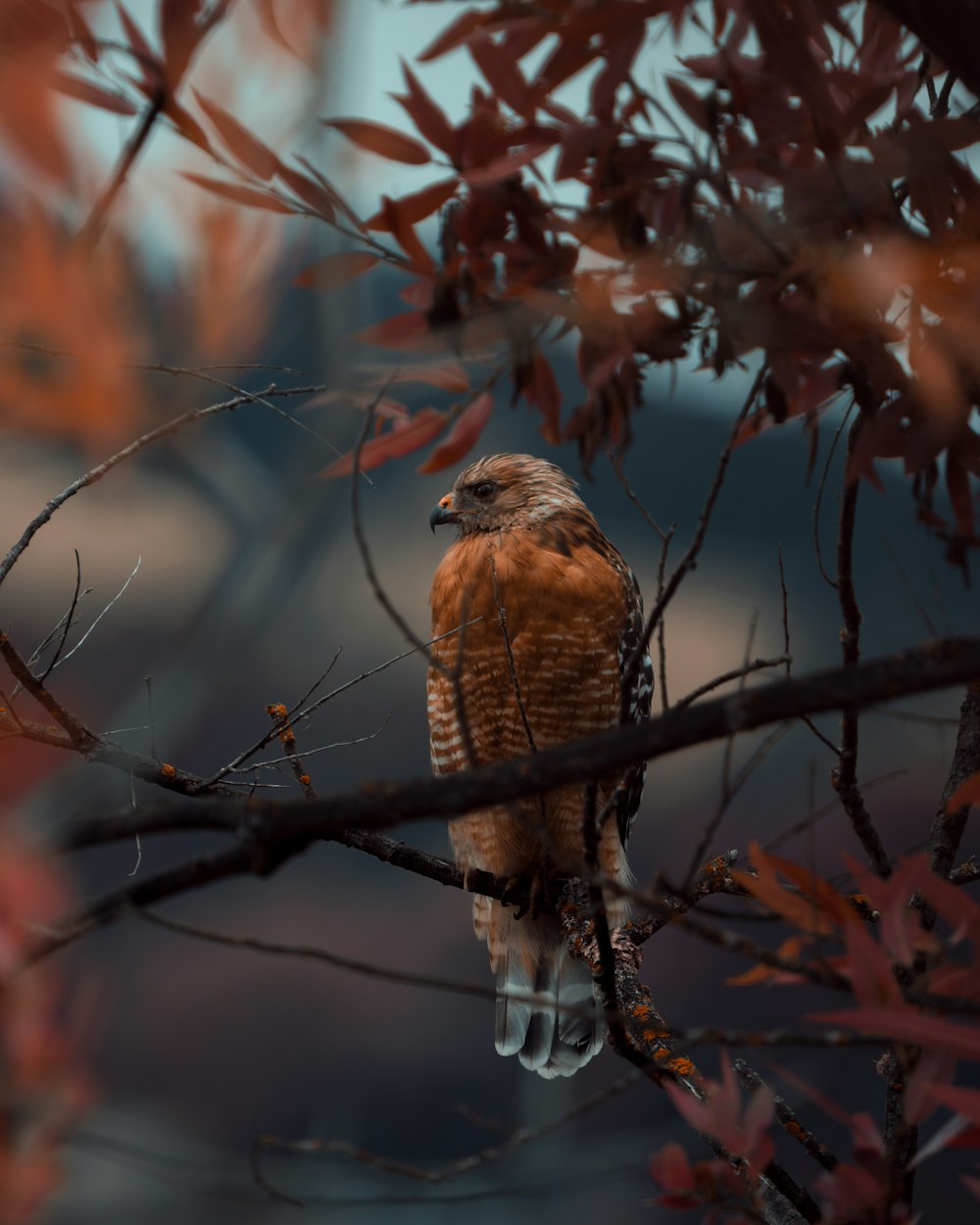 a bird perched on a branch of a tree