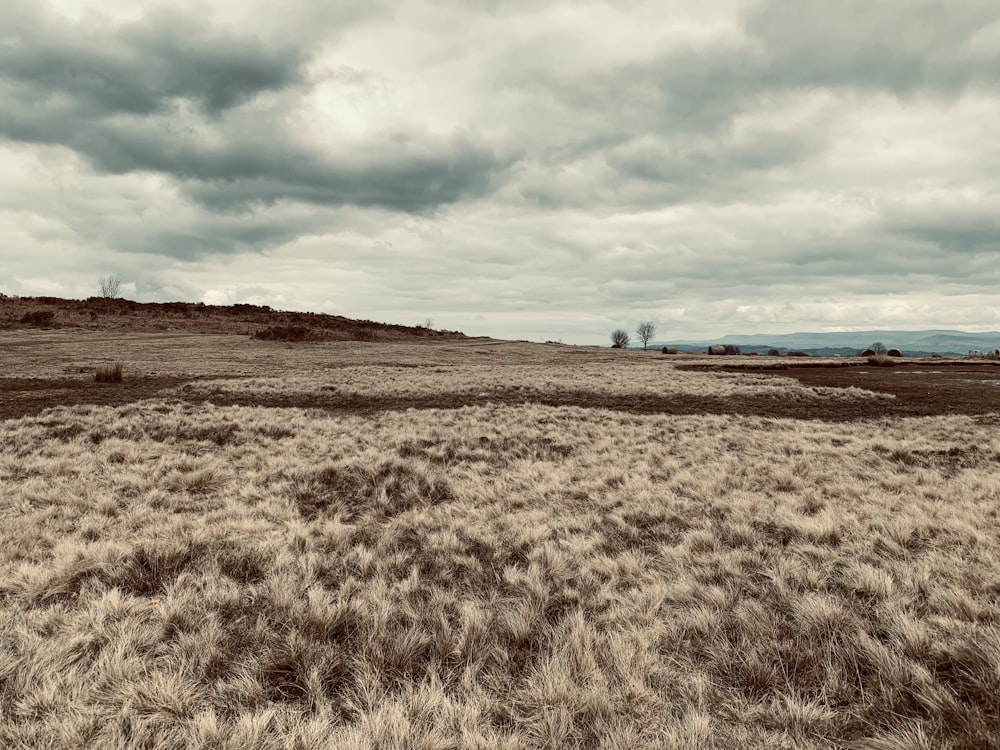 a grassy field with a hill in the background