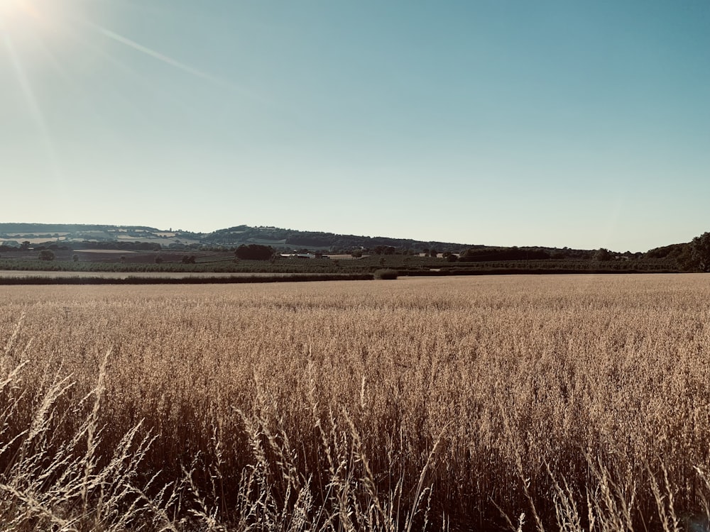 a field of tall grass with a hill in the background