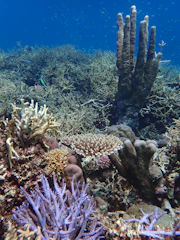 a coral reef with many different types of corals