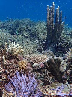 a coral reef with many different types of corals