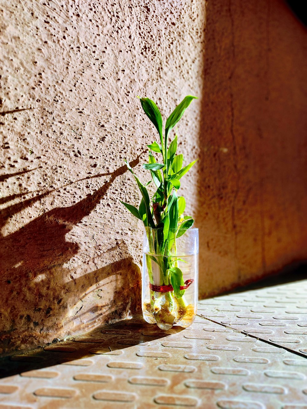 a plant in a vase sitting on the ground