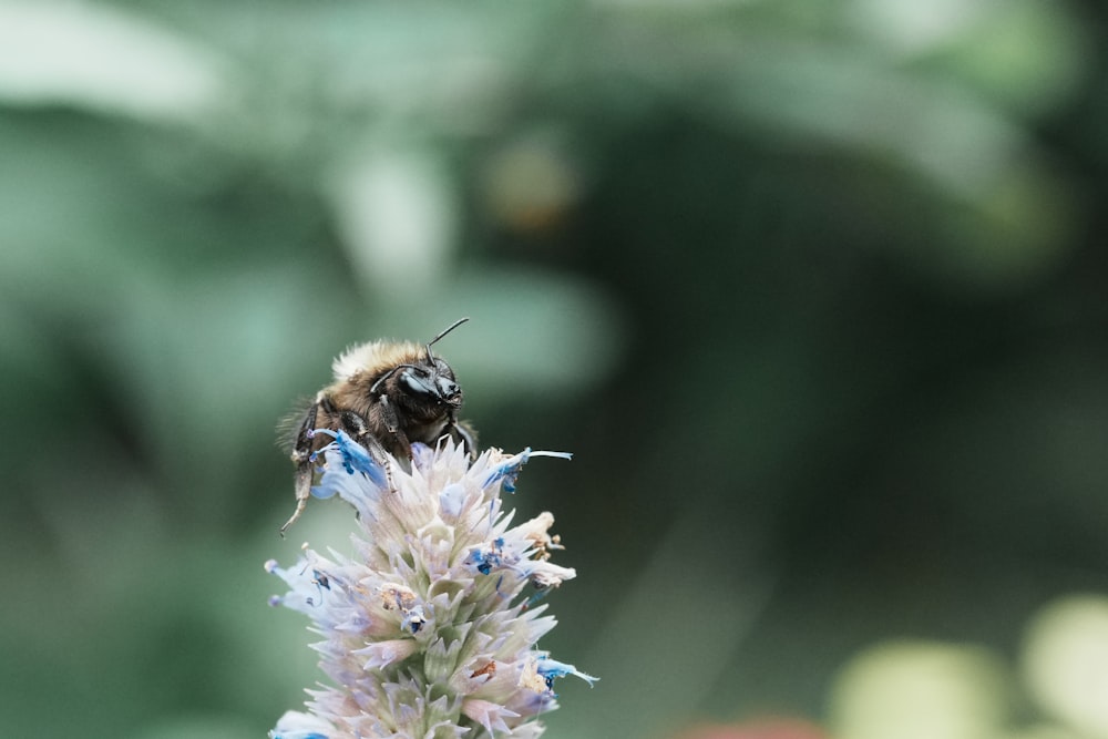 a close up of a bee on a flower