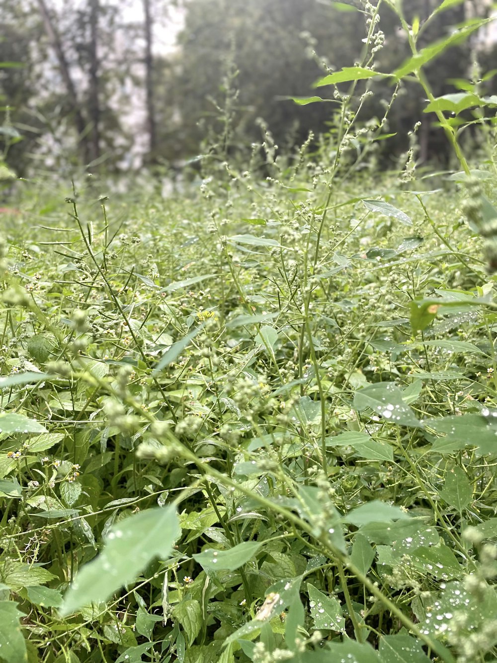 a field full of green plants with water droplets on them