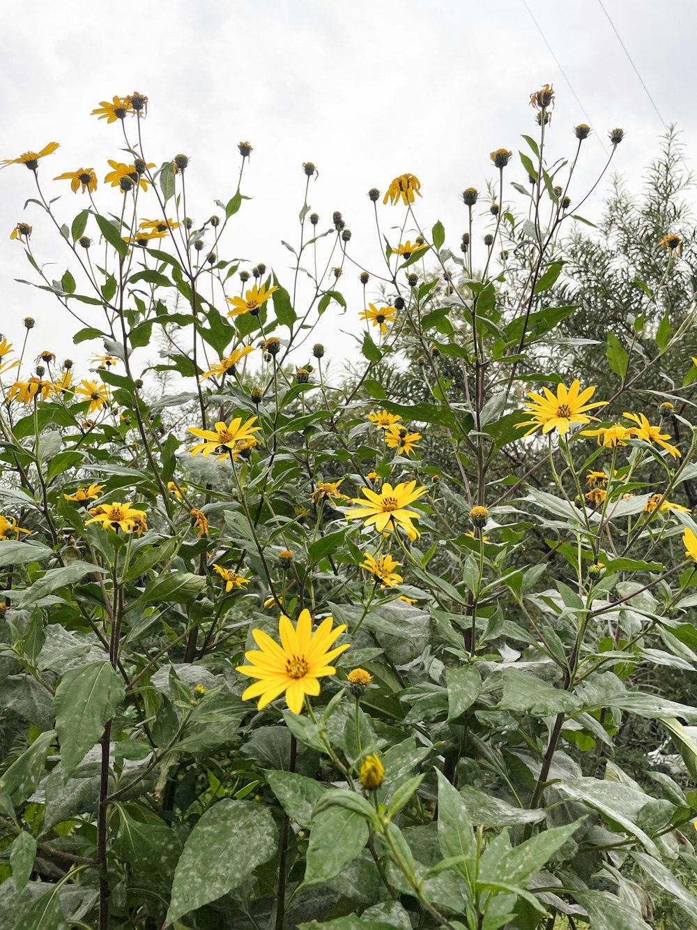 a field full of yellow flowers on a cloudy day