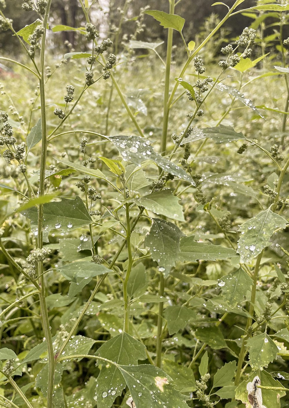 a field of green plants with water droplets on them