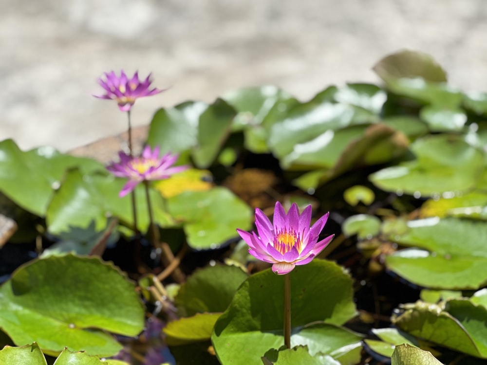 a group of purple water lilies in a pond