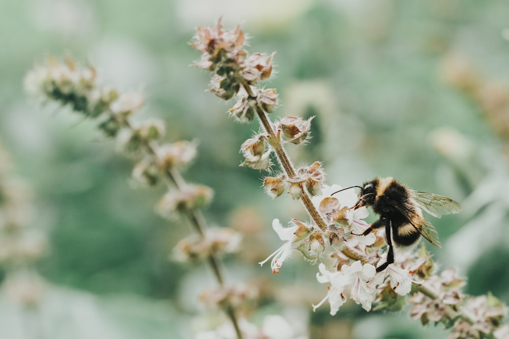 a close up of a bee on a flower