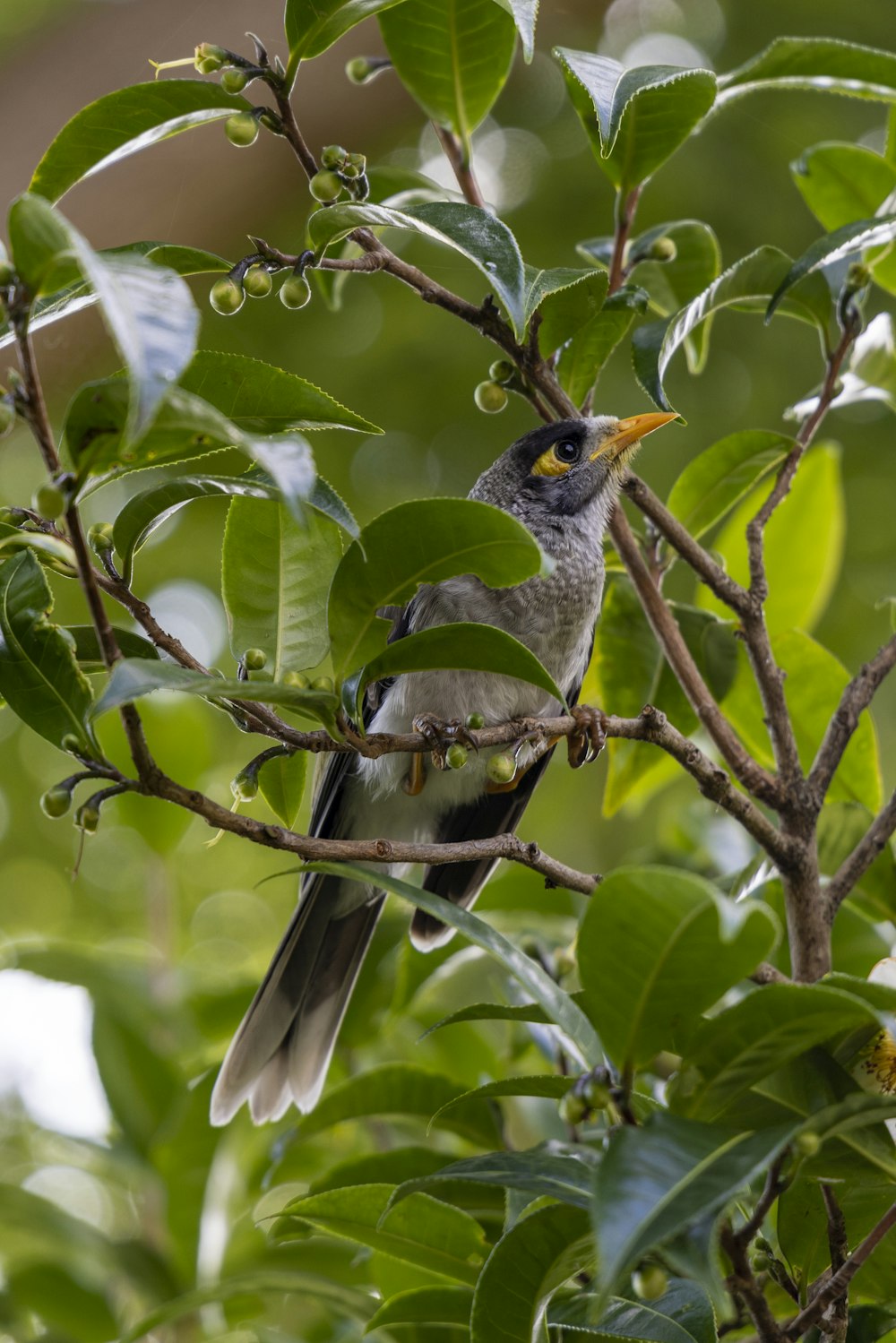 ein Vogel, der auf einem Ast eines Baumes sitzt