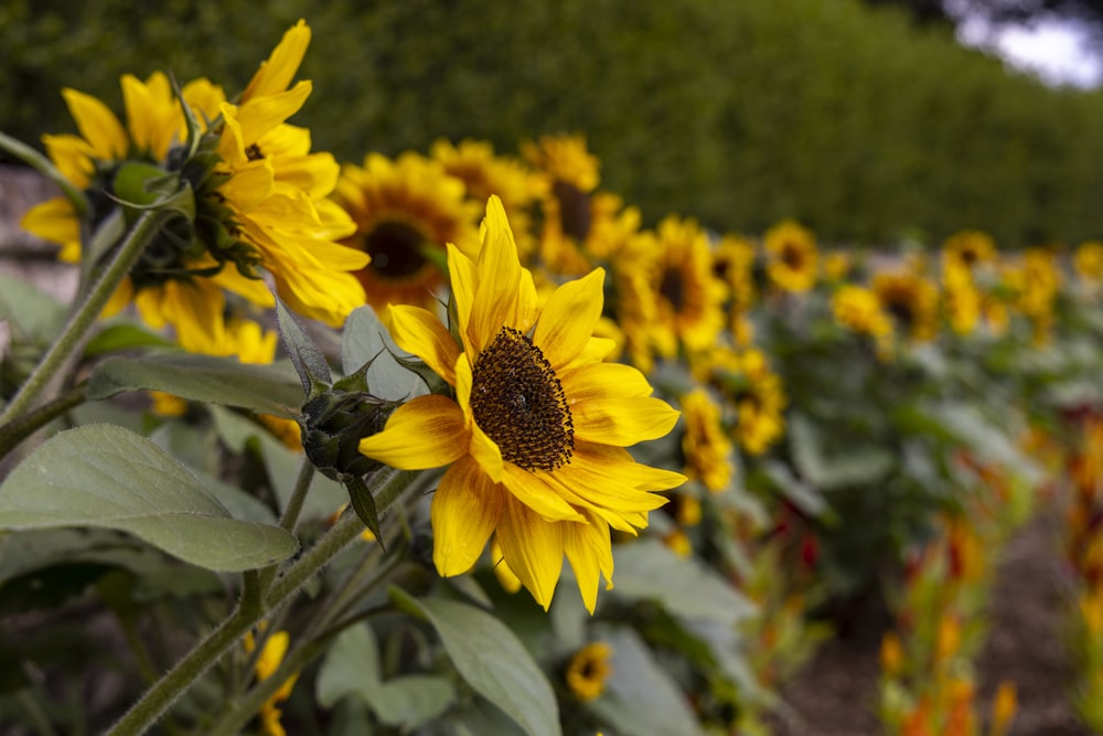 a large field of sunflowers with a sky background