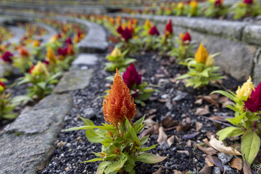 un bouquet de fleurs qui sont assis dans la terre