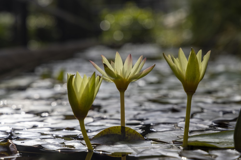three water lilies in a pond of water