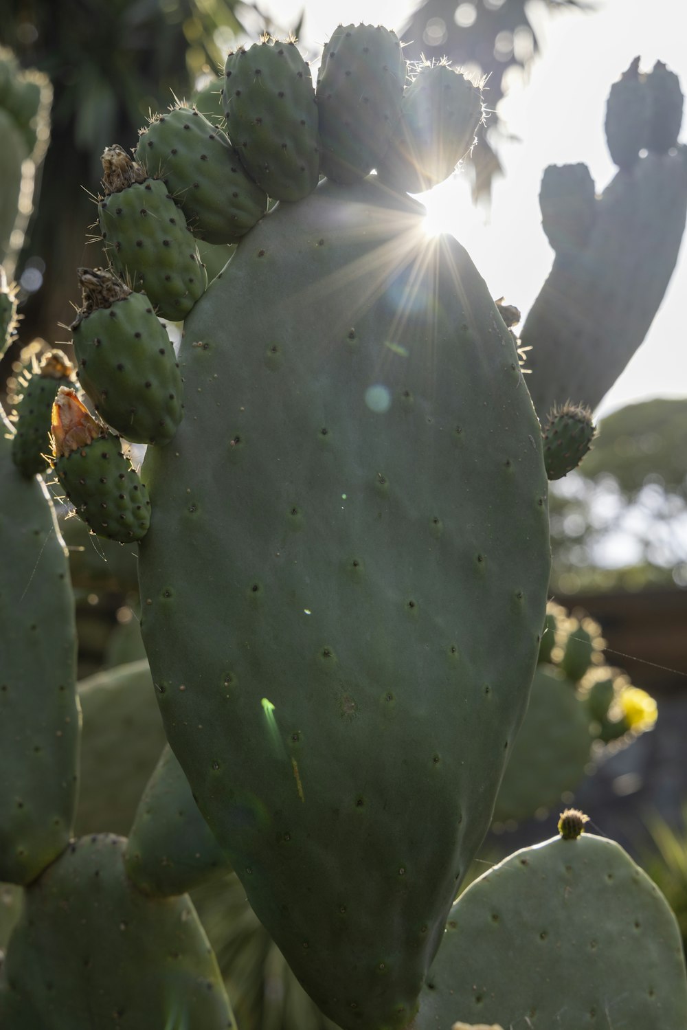 Il sole splende attraverso le foglie di un cactus