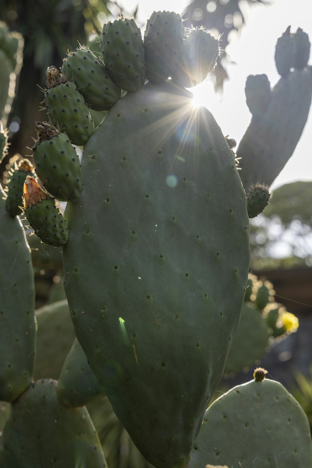 the sun shines through the leaves of a cactus