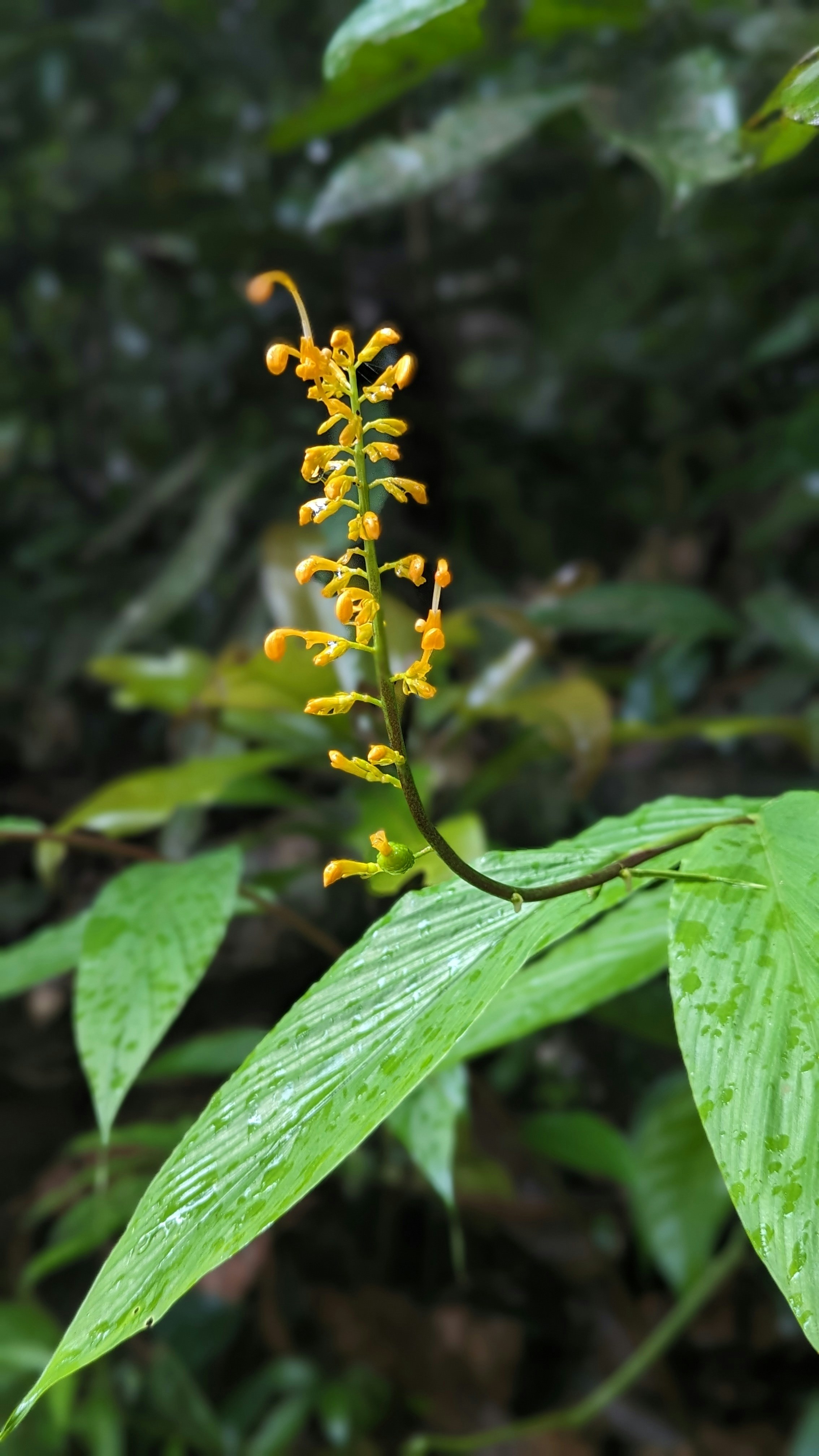 a close up of a plant with yellow flowers