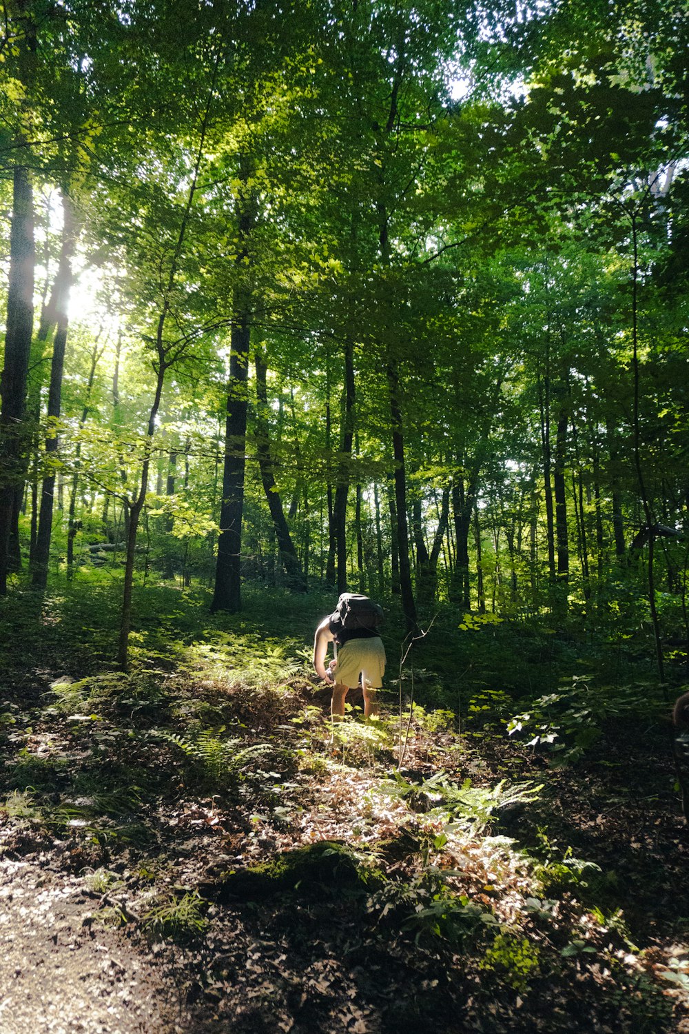 a person walking through a forest on a trail