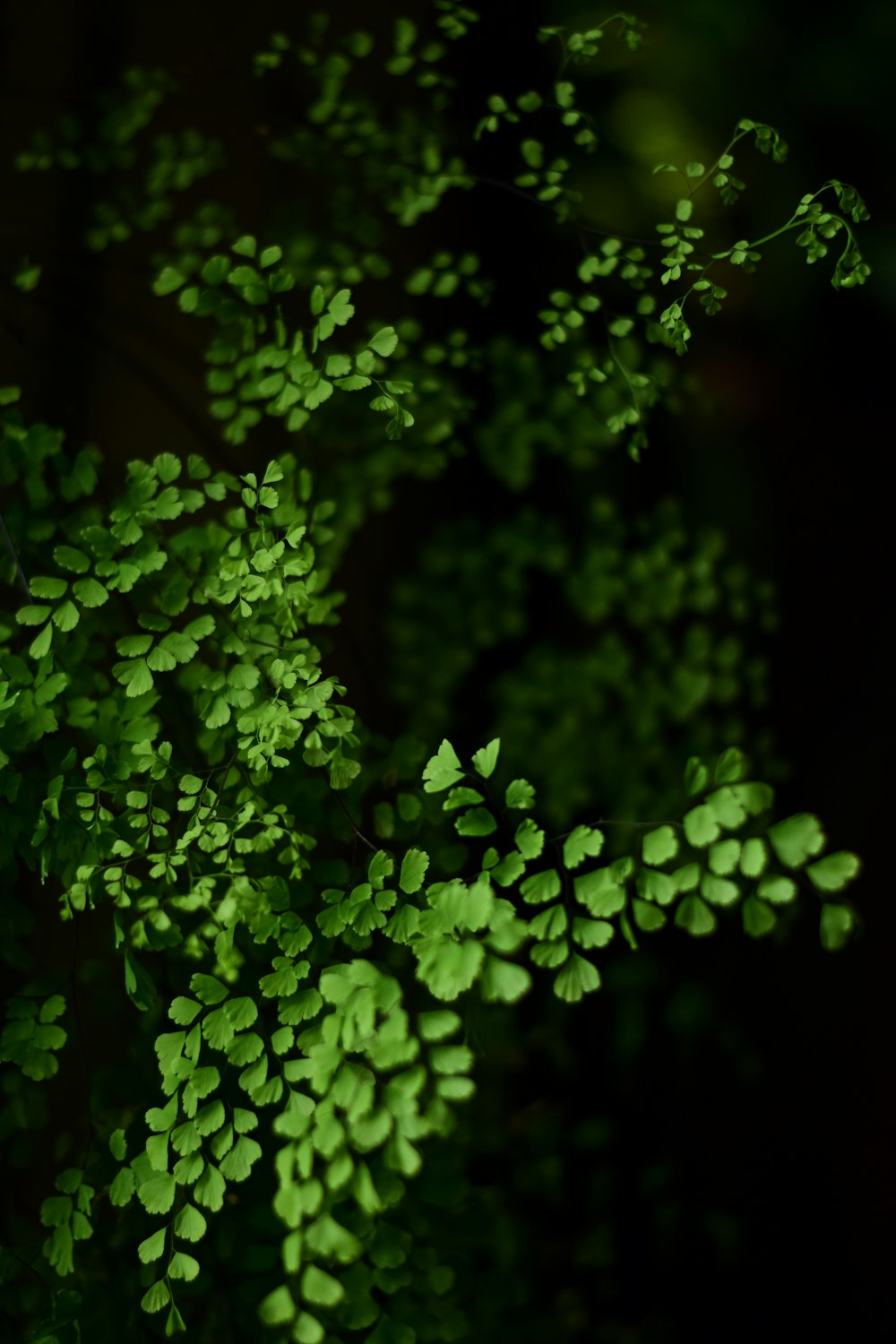 a close up of a plant with green leaves