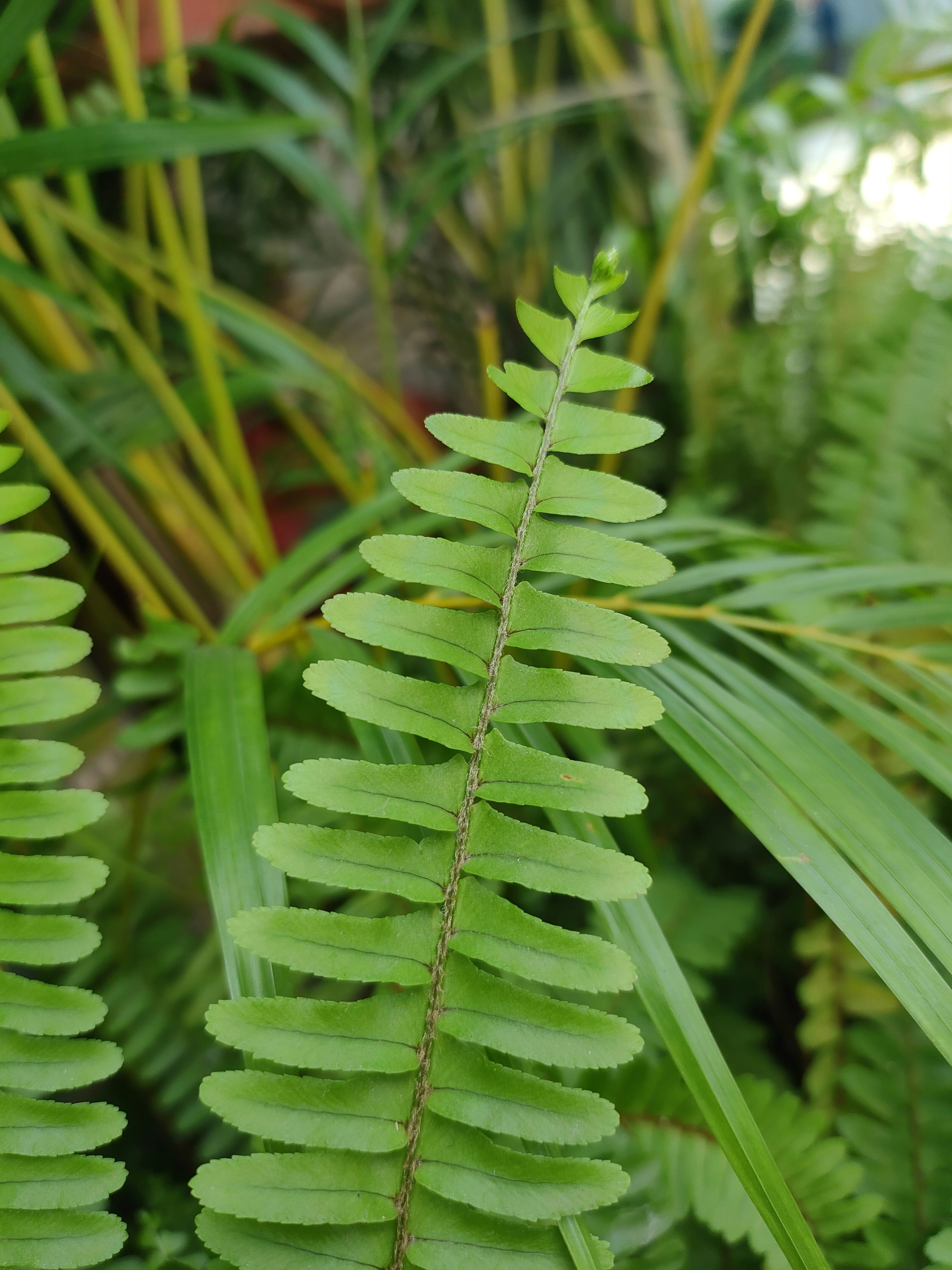 Photo by anuphowlader