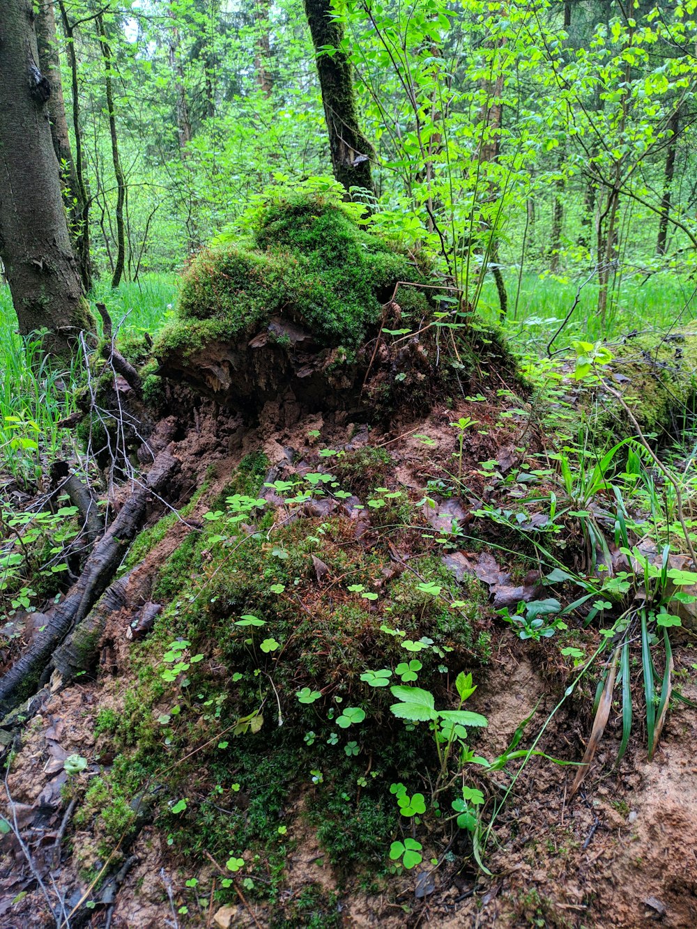 a mossy mound in the middle of a forest