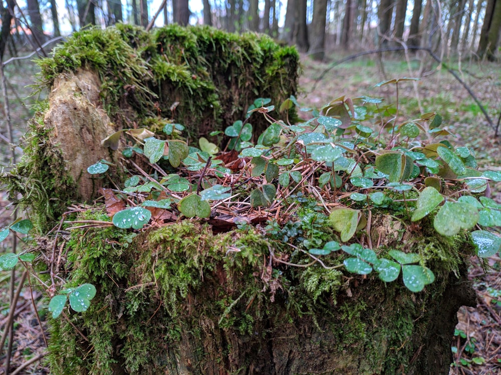 a mossy tree stump in the woods