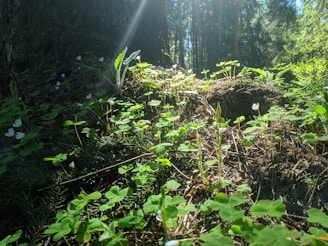 Wild herbs growing naturally in a sunlit forest clearing.