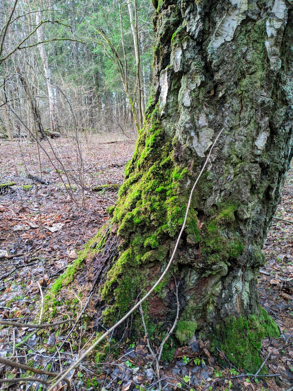 a moss covered tree trunk in the woods