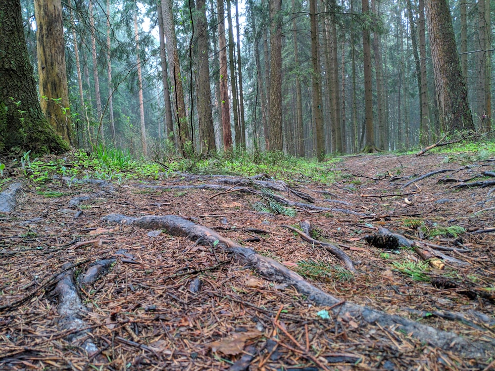 a forest filled with lots of trees and roots