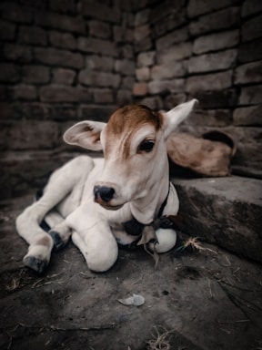 a brown and white cow laying on the ground