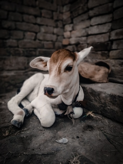 A young calf is resting on a dirt floor against a rustic brick wall. Its coat is primarily white with patches of brown on its head and ears. The calf appears calm and relaxed in this dimly lit environment.