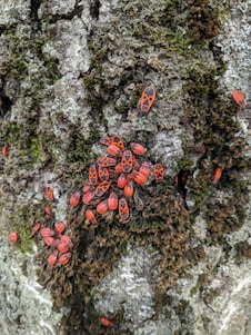 A cluster of small red and black bugs with distinctive patterns on their backs are gathered on the textured surface of a tree trunk. The tree bark is covered with patches of green moss.