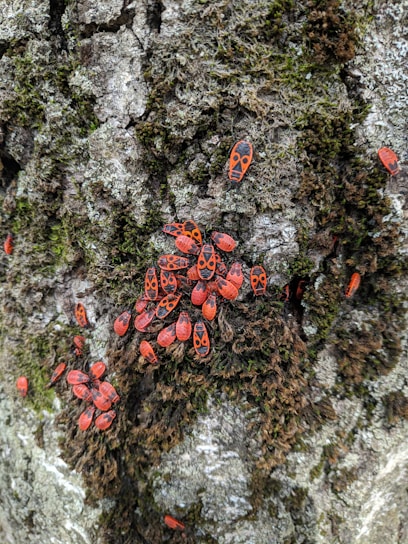 A cluster of small red and black bugs with distinctive patterns on their backs are gathered on the textured surface of a tree trunk. The tree bark is covered with patches of green moss.