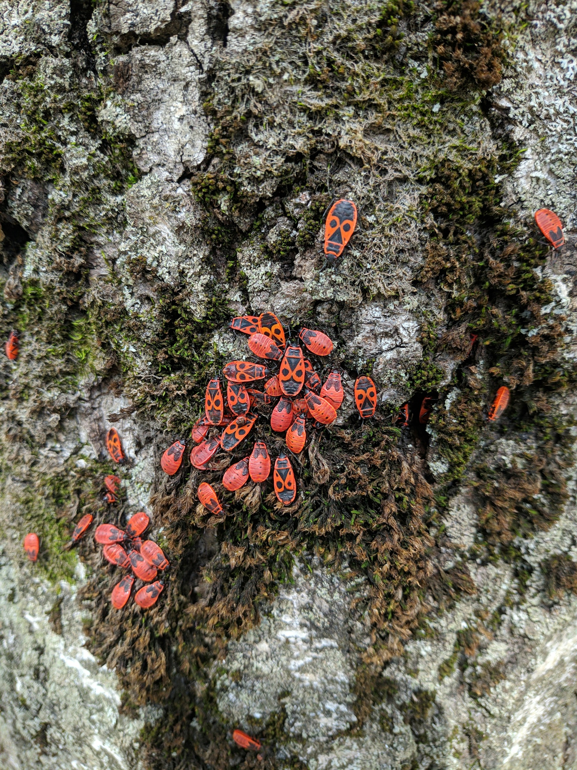 a group of red bugs on a rock