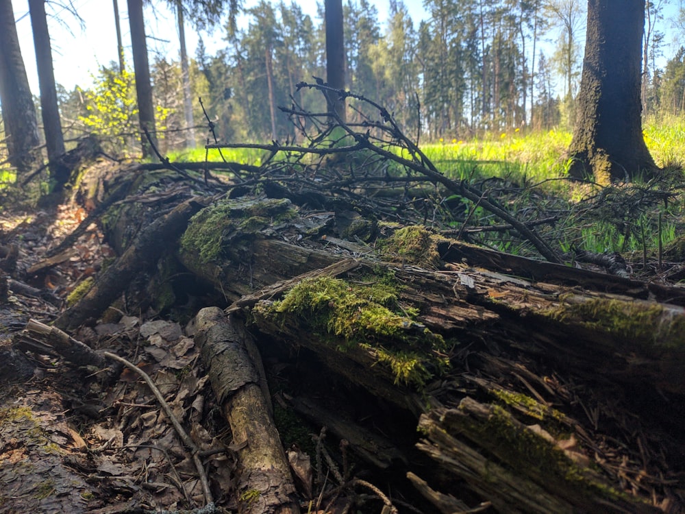 a fallen tree in the middle of a forest