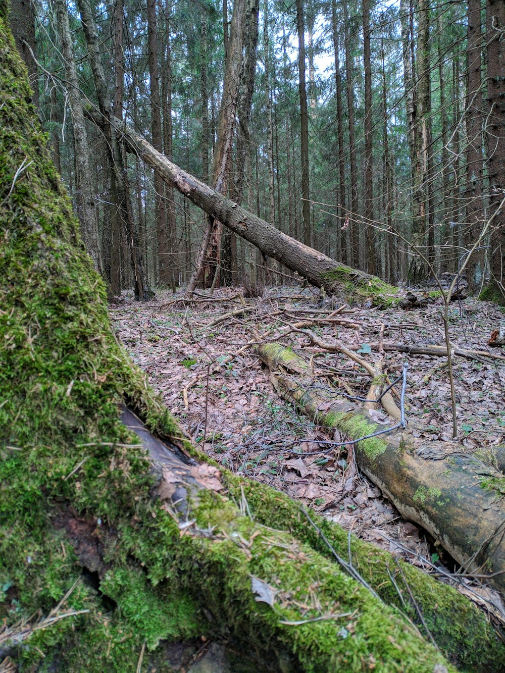 a moss covered tree trunk in a forest