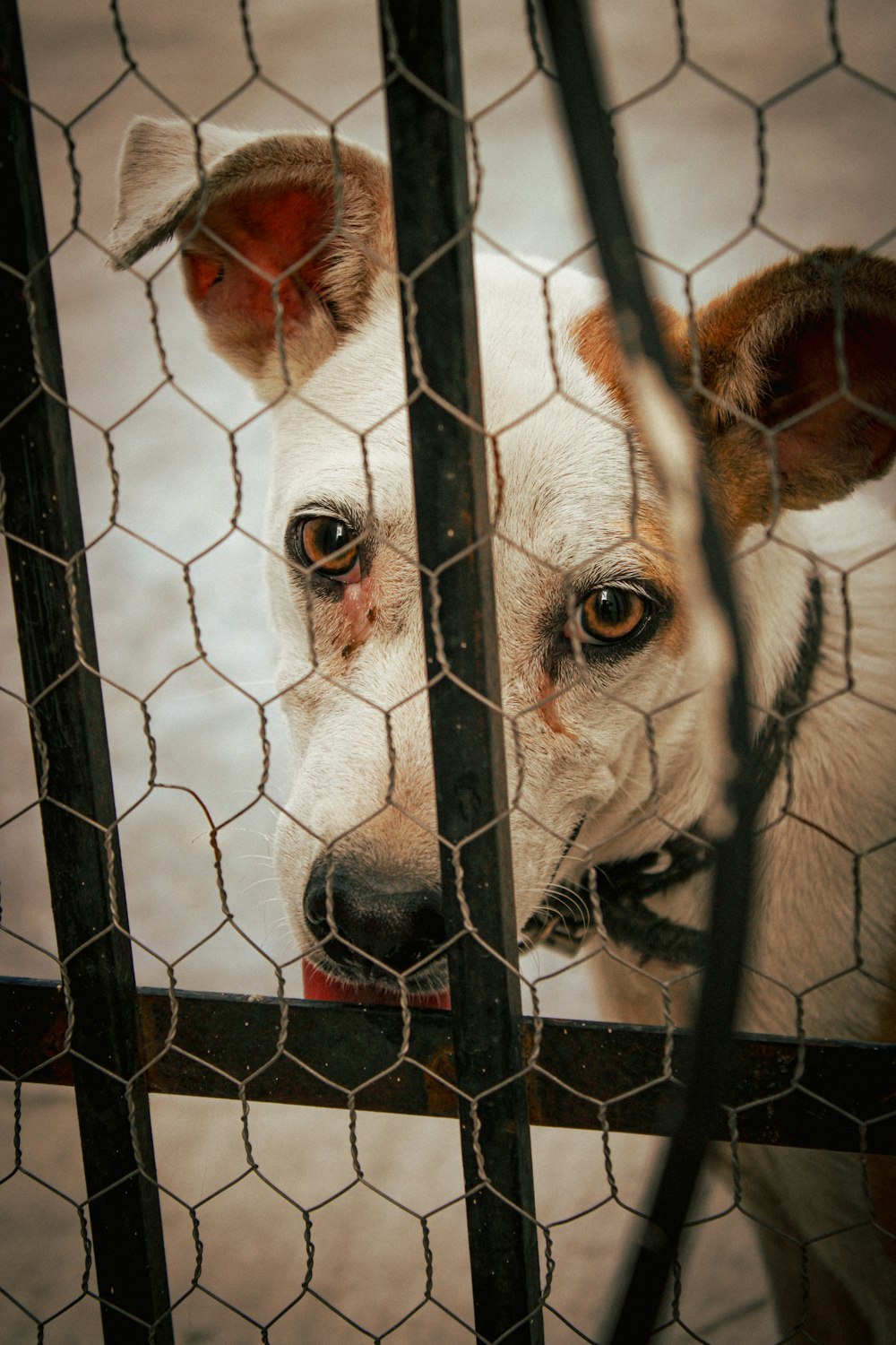 a dog looking through a fence at the camera