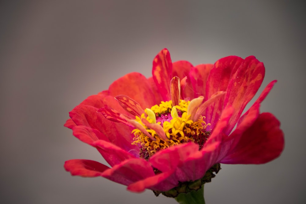 a close up of a pink flower with yellow stamen