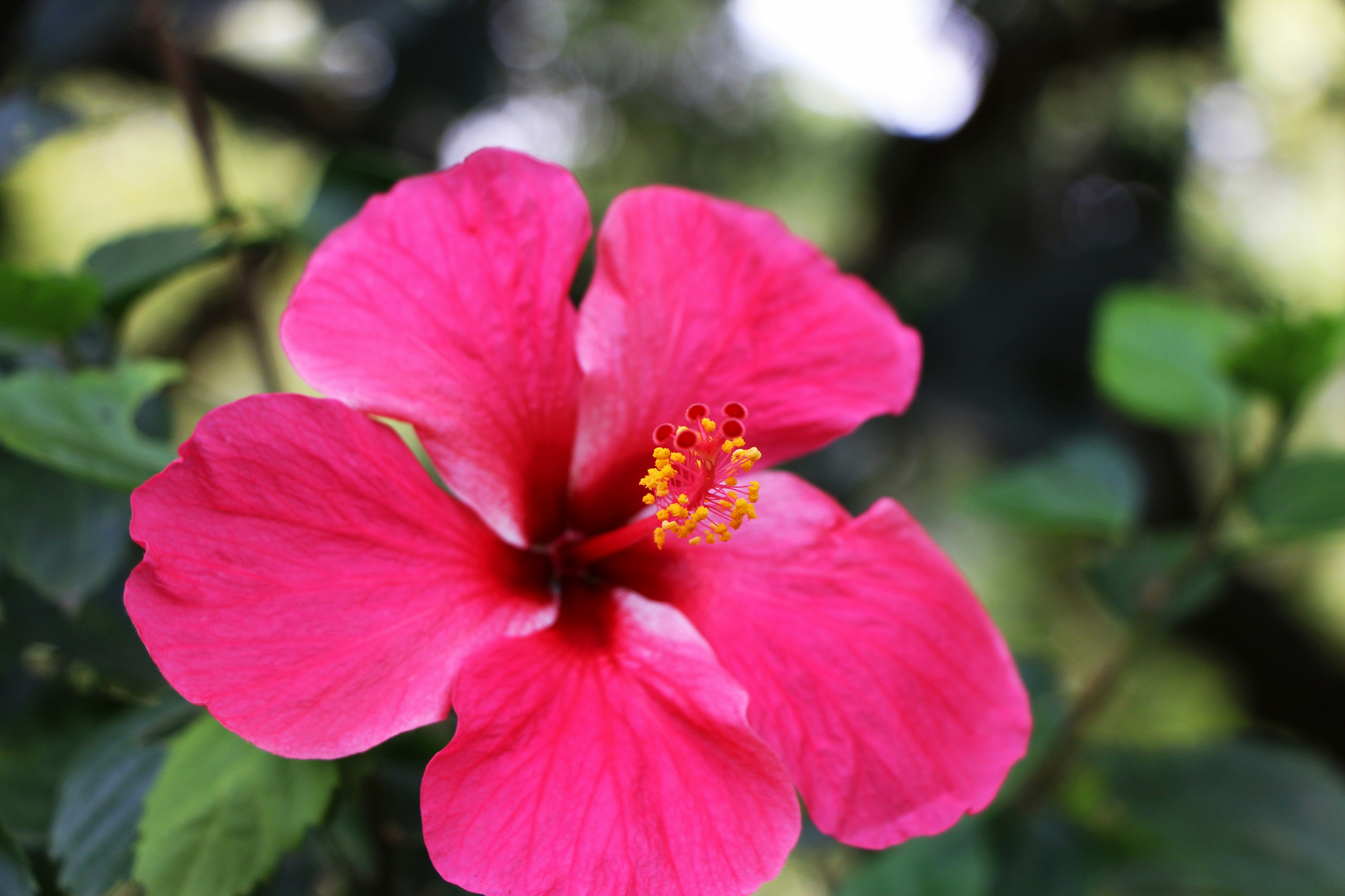 Photo by anuphowlader