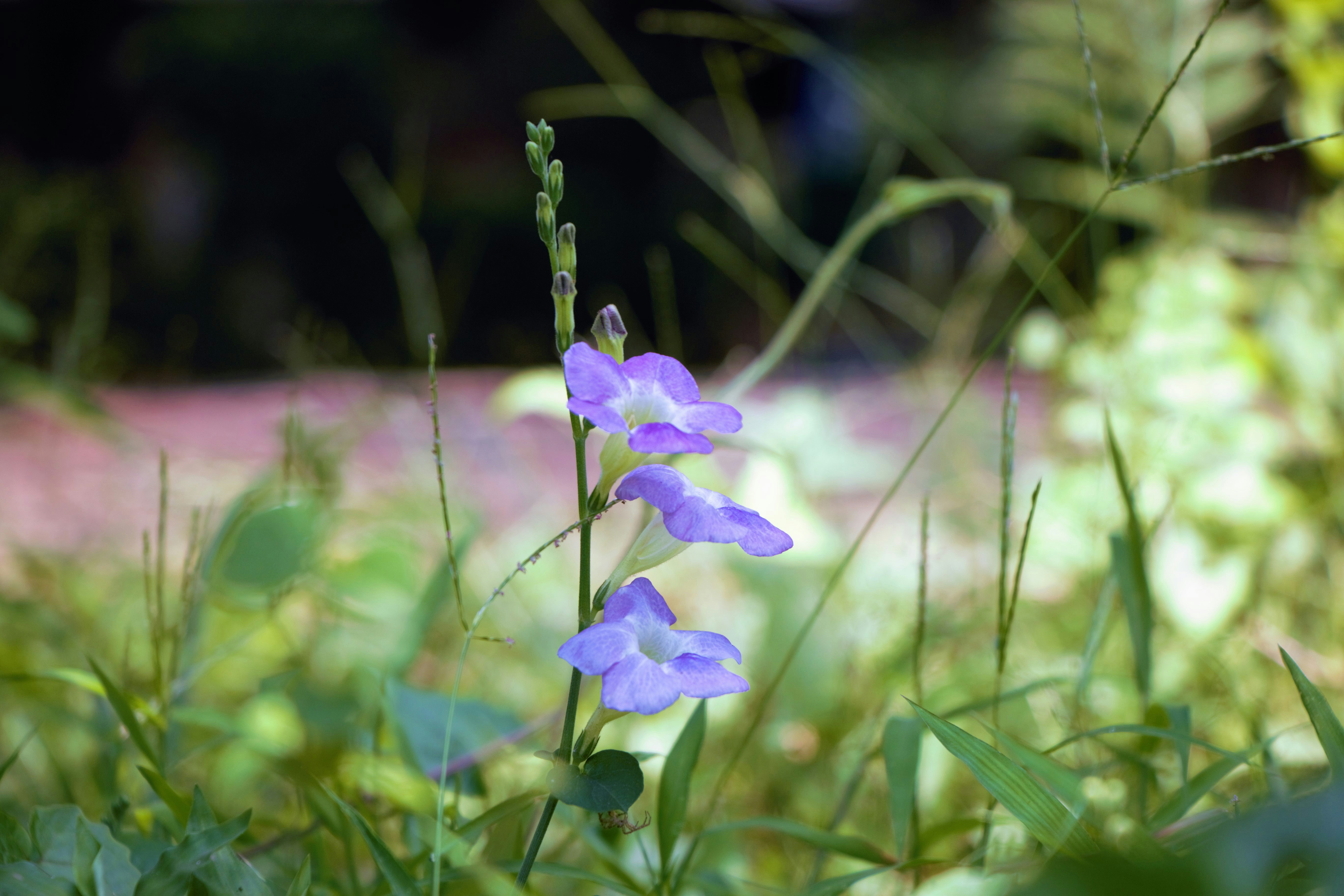Photo by anuphowlader
