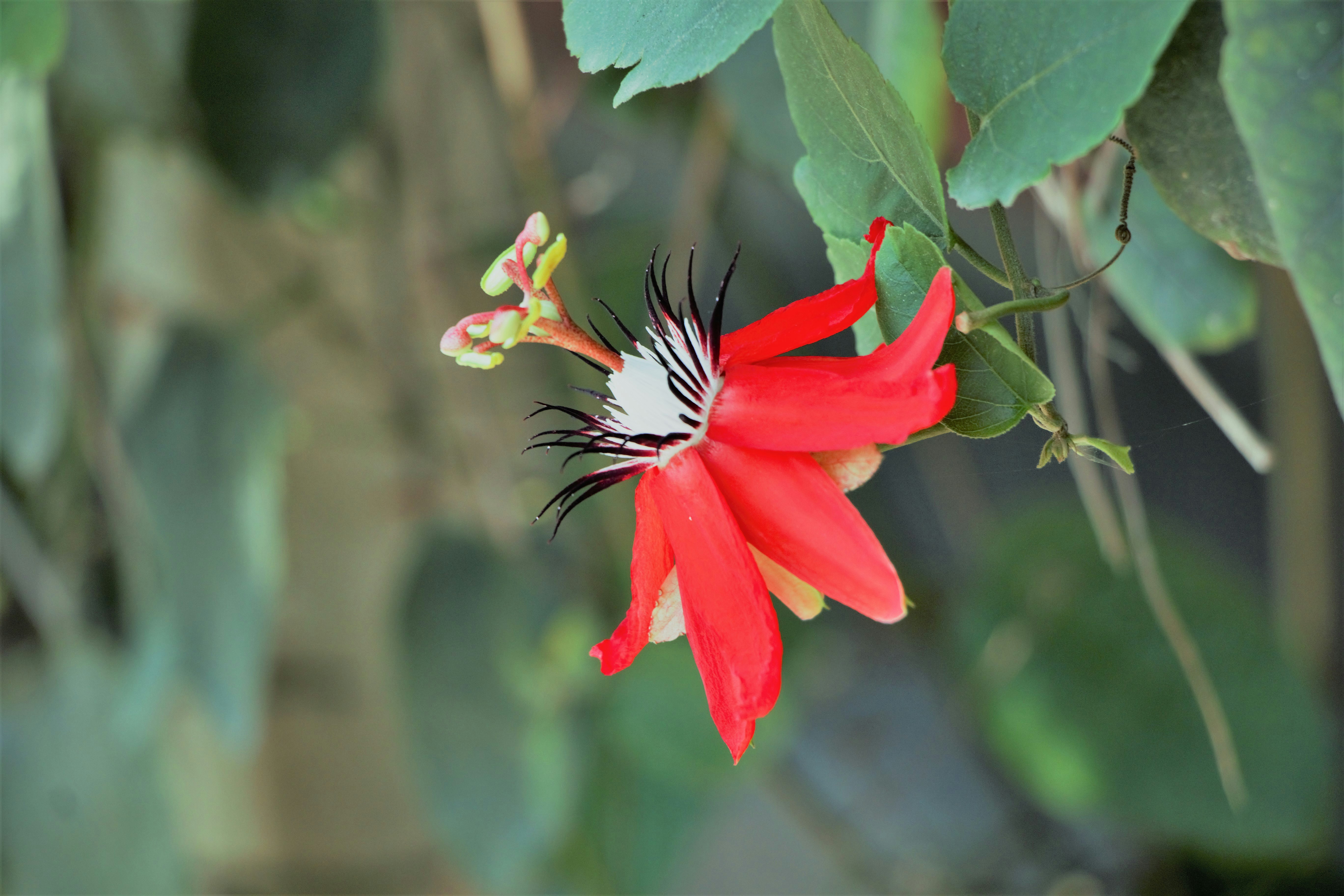 a close up of a red flower with green leaves