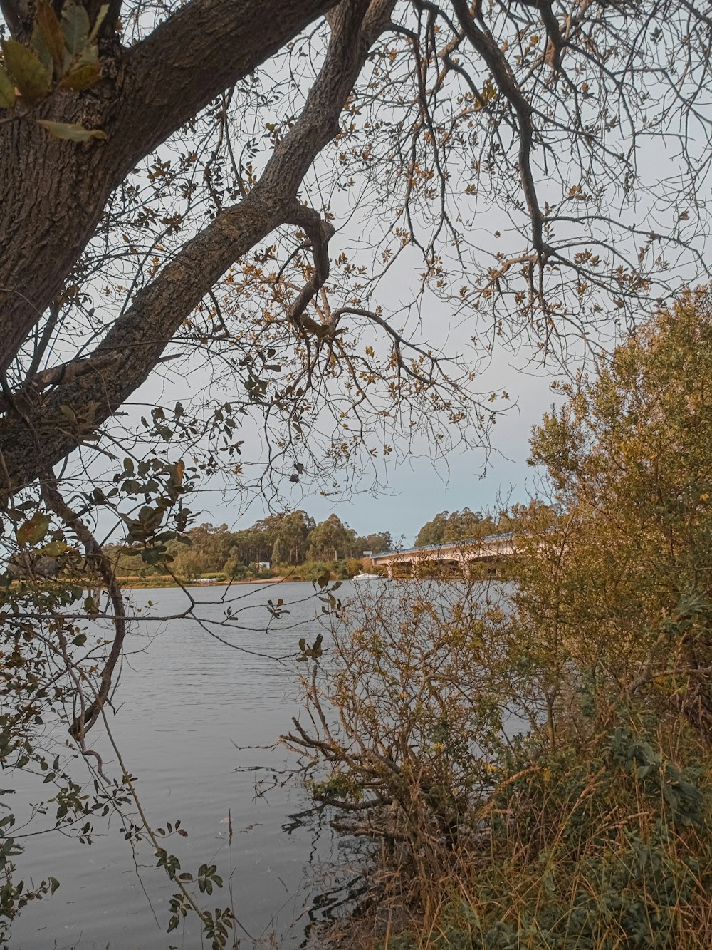 a large body of water with a bridge in the background