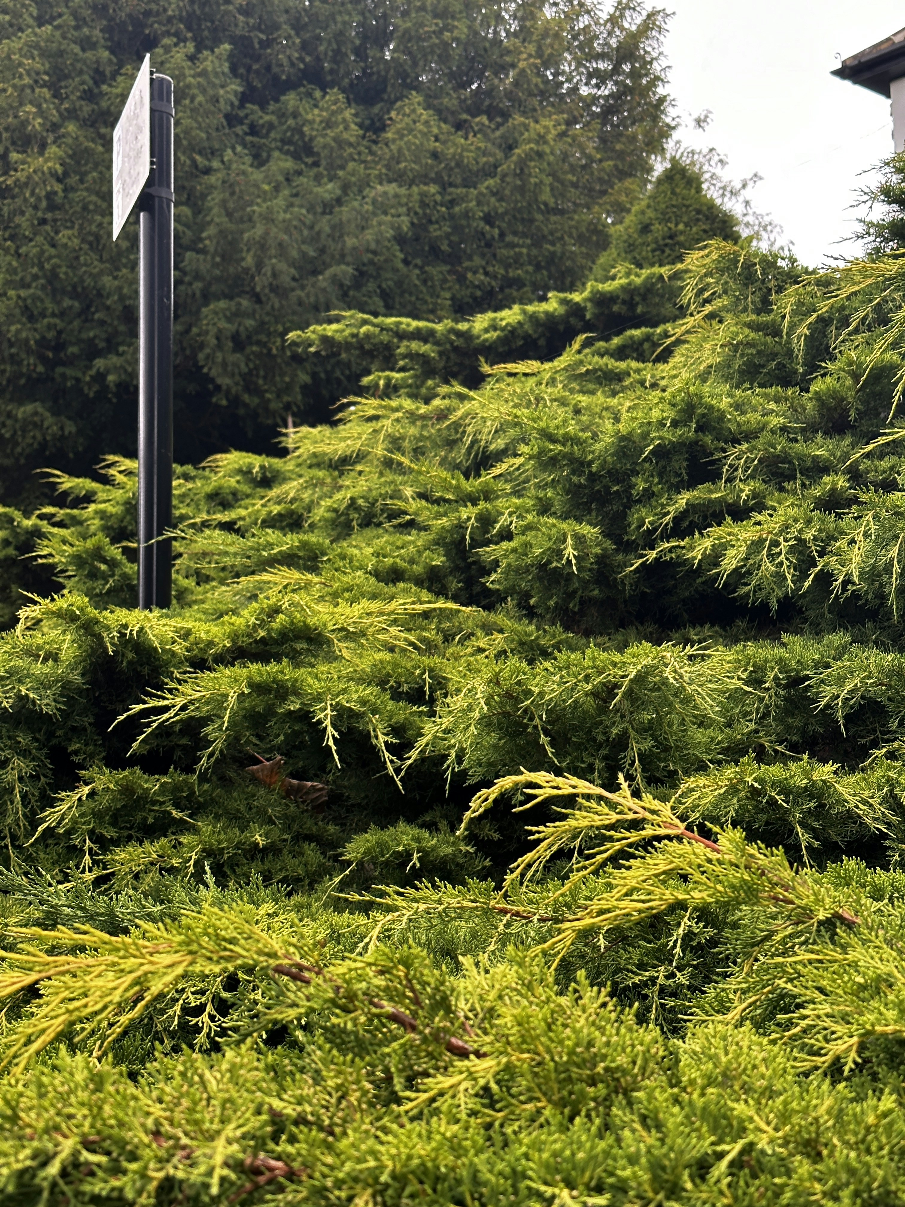 a street sign sitting in the middle of a lush green forest