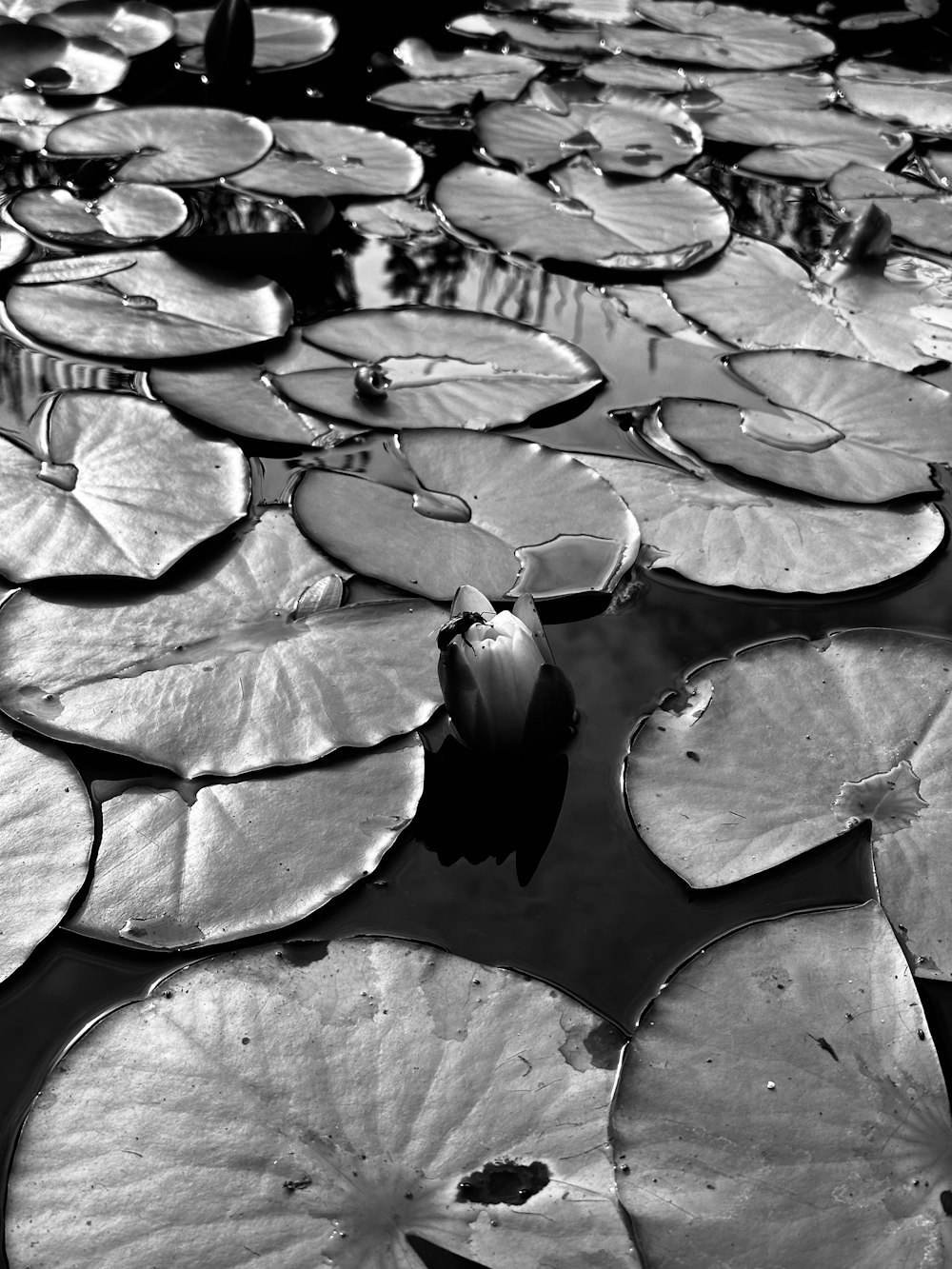 a black and white photo of lily pads
