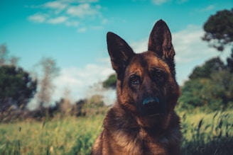A German Shepherd is in the foreground, with tall grass and trees in the background under a partly cloudy sky. The dog has a calm and focused expression.